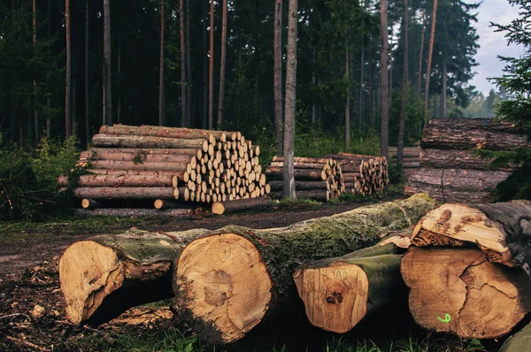 Troncos de árboles picados que yacen en el bosque después de la deforestación — Foto de Stock
