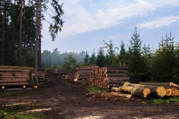 Troncos de árboles picados que yacen en el bosque después de la deforestación —  Fotos de Stock