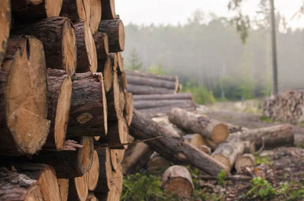 Troncos de árboles picados que yacen en el bosque después de la deforestación — Foto de Stock