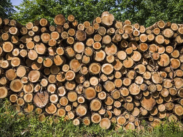 Деревья вырубленных деревьев, лежащие в лесу после обезлесения — стоковое фото
