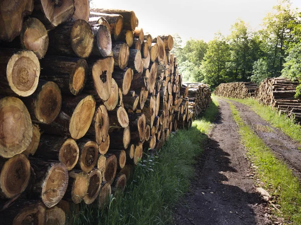 Troncos de árboles picados que yacen en el bosque después de la deforestación —  Fotos de Stock