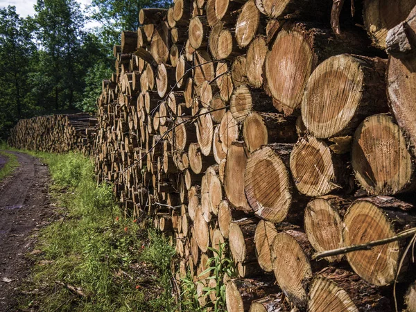 Troncos de árboles picados que yacen en el bosque después de la deforestación —  Fotos de Stock