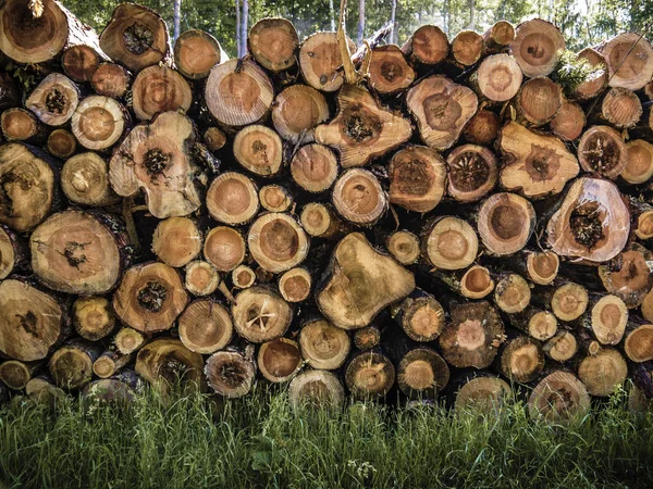 Troncos de árboles picados que yacen en el bosque después de la deforestación —  Fotos de Stock