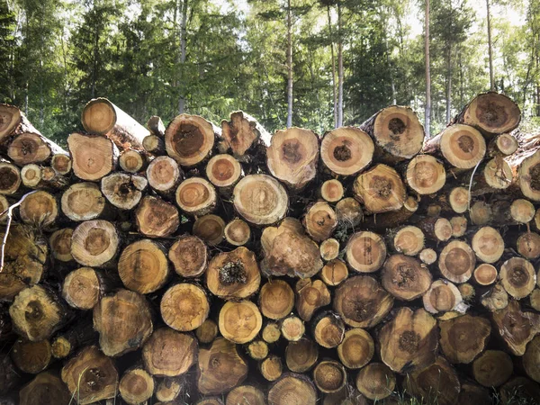 Деревья вырубленных деревьев, лежащие в лесу после обезлесения — стоковое фото