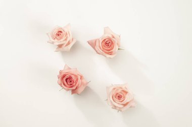 Beyaz arka planda dört tane pembe gül. Üst görünüm