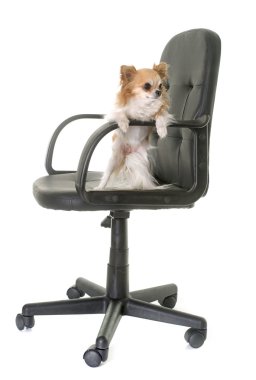 ofis koltuğu ve chihuahua
