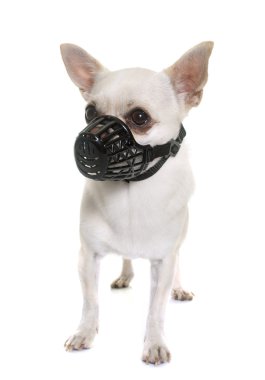 Chihuahua ve namlu