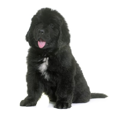 newfoundland köpek yavrusu