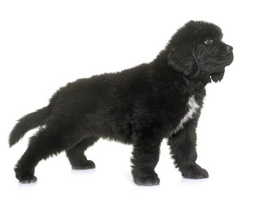 newfoundland köpek yavrusu