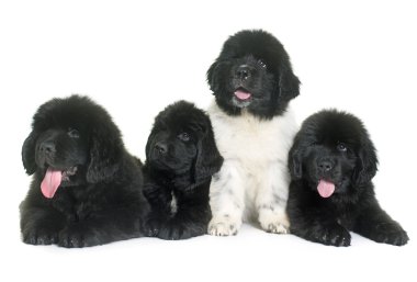 kukla newfoundland köpek