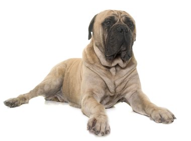 Bull mastiff Studio