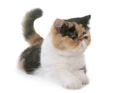 Üç renkli egzotik stenografi kedi