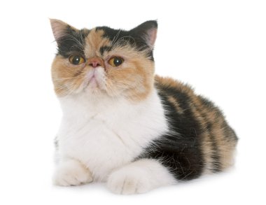 Üç renkli egzotik stenografi kedi