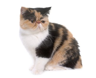 Üç renkli egzotik stenografi kedi