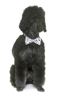 Studio siyah fino köpeği