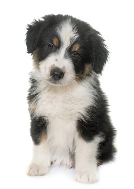 köpek yavrusu Avustralyalı çoban Studio