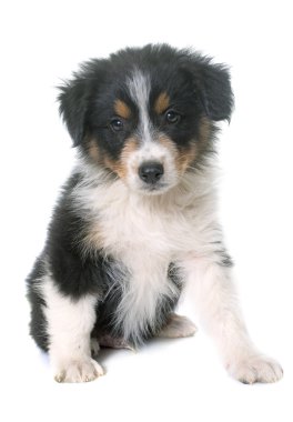 köpek yavrusu Avustralyalı çoban Studio