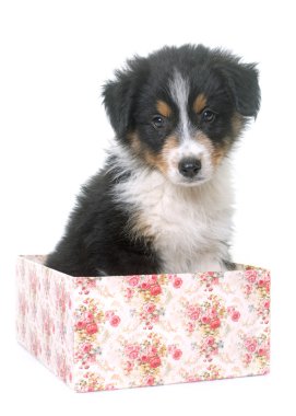 köpek yavrusu Avustralyalı çoban Studio