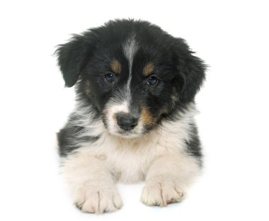 köpek yavrusu Avustralyalı çoban Studio