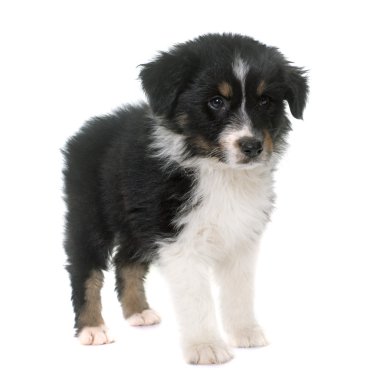 köpek yavrusu Avustralyalı çoban Studio