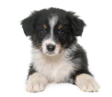 köpek yavrusu Avustralyalı çoban Studio