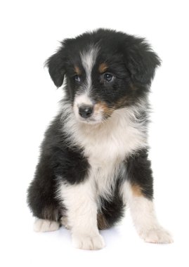 köpek yavrusu Avustralyalı çoban Studio