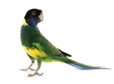 Avustralya boğmaklı Studio