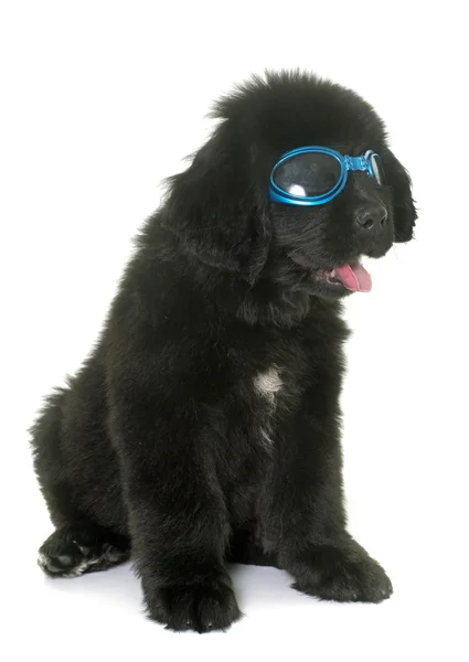 Puppy newfoundland dog and glasses — Stock Photo, Image