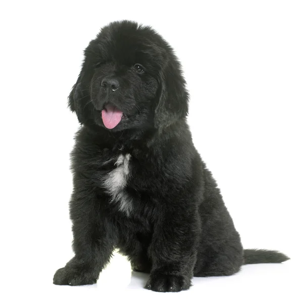 Chiot newfoundland chien — Photo