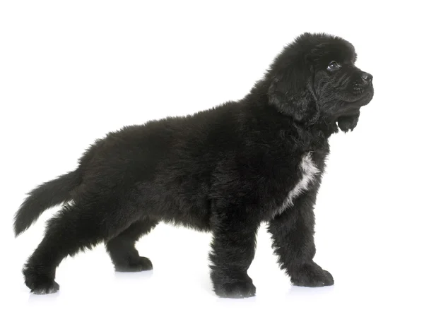 Puppy newfoundland hond — Stockfoto