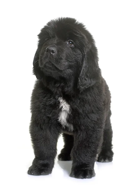 Cachorro newfoundland perro — Foto de Stock