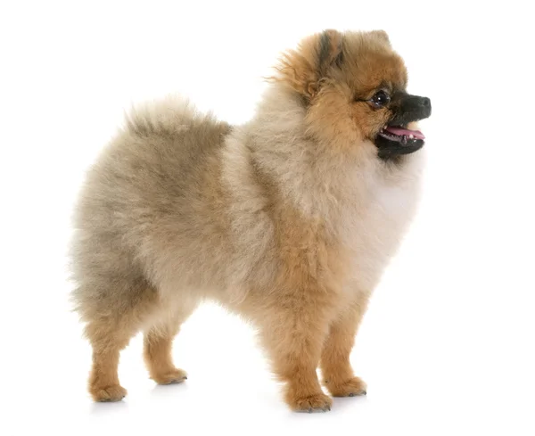 Mladí pomeranian pes — Stock fotografie