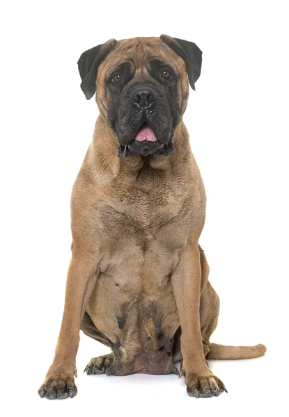 Bull mastiff i studio — Stockfoto