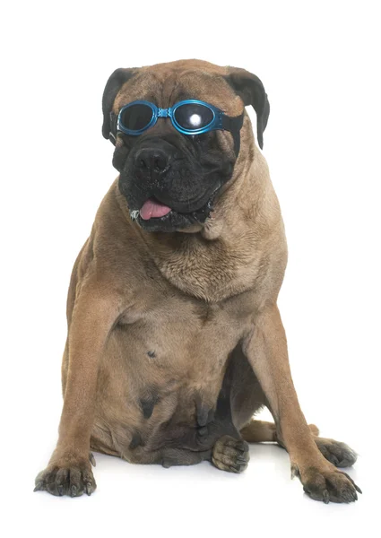 Bull mastiff and glasses — Stock Photo, Image