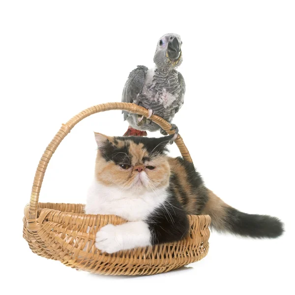 회색 아기 앵무새와 고양이 — 스톡 사진
