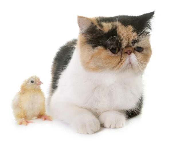 Tricolor Exotisk Stenografien katt och chick — Stockfoto