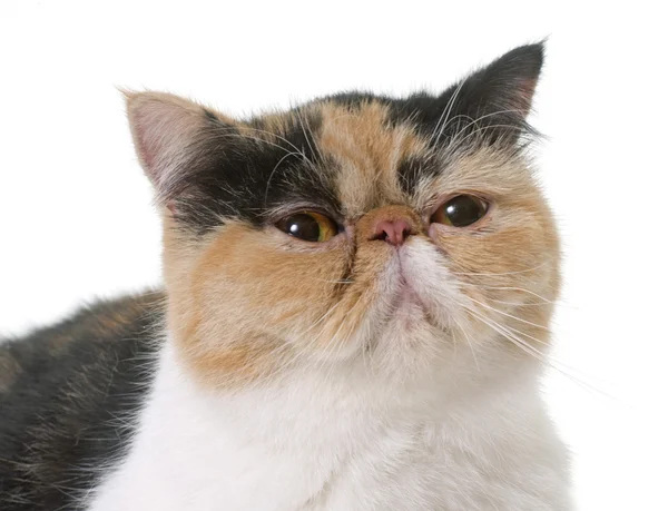 Триколор екзотичний короткошерстий кіт — стокове фото