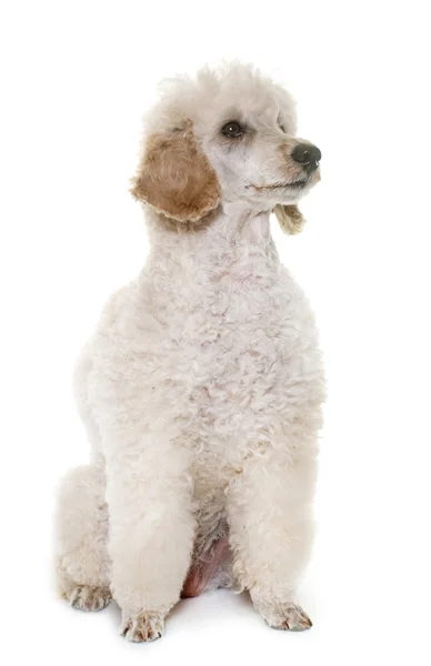 Poodle branco no estúdio — Fotografia de Stock