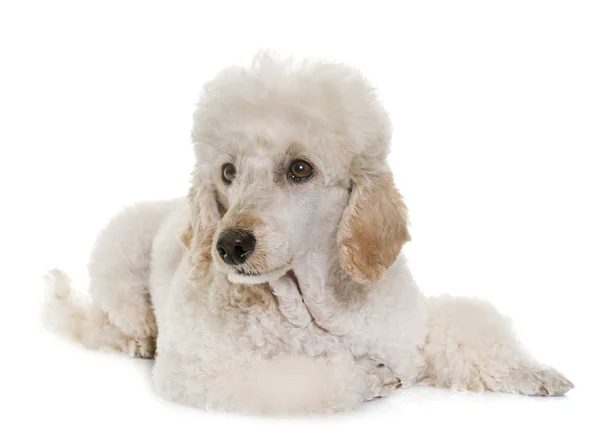 Poodle branco no estúdio — Fotografia de Stock