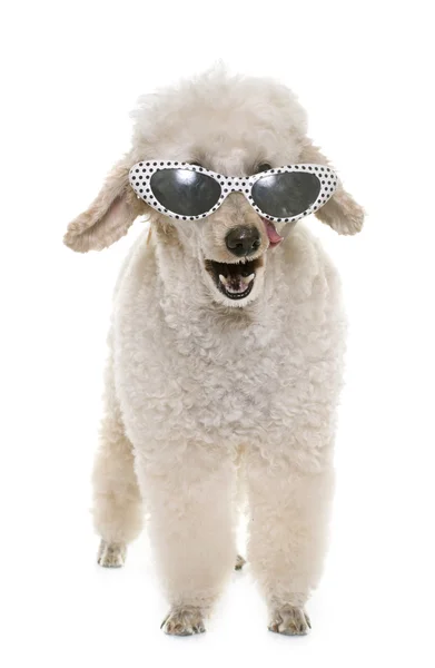 Poodle branco no estúdio — Fotografia de Stock