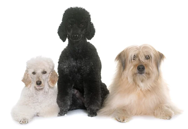 Três cães em estúdio — Fotografia de Stock