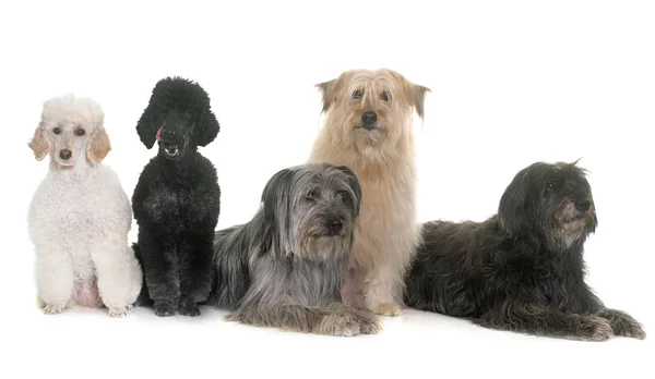 Dogs in studio — Stock Photo, Image