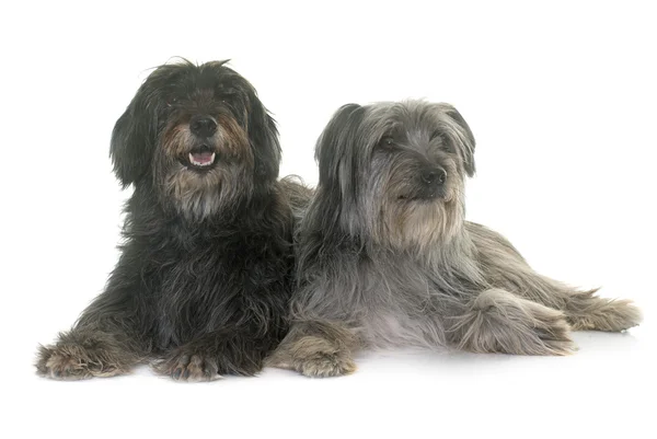 Pyrenean shepherds in studio — Stock Photo, Image