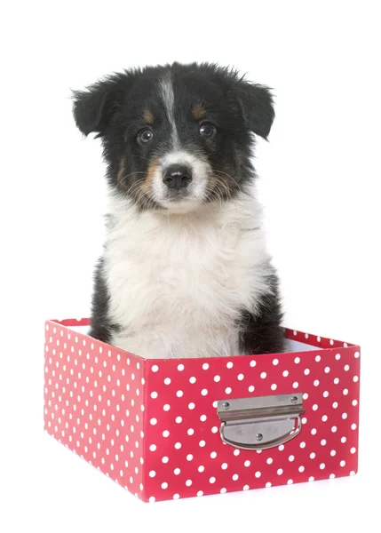 Puppy australian shepherd in studio — Stock Photo, Image