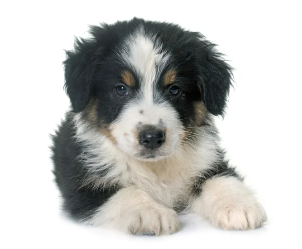 Puppy australian shepherd in studio — Stock Photo, Image