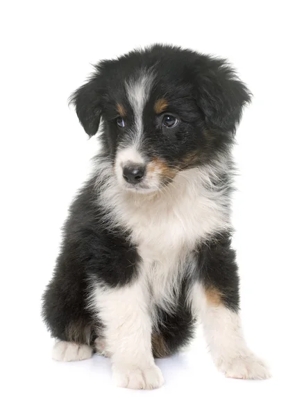 Puppy australian shepherd in studio — Stock Photo, Image