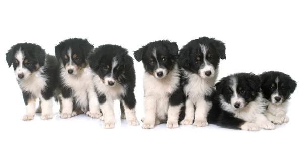 Cachorros pastor australiano em estúdio — Fotografia de Stock