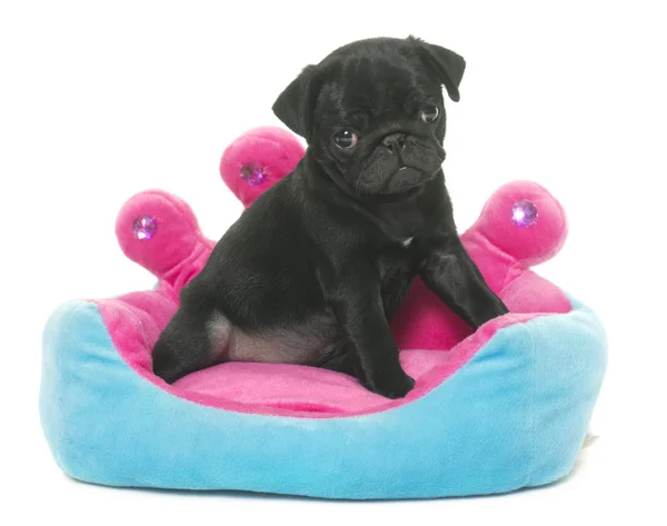 Puppy black pug — Stock Photo, Image