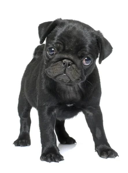 Pug puppy zwart — Stockfoto