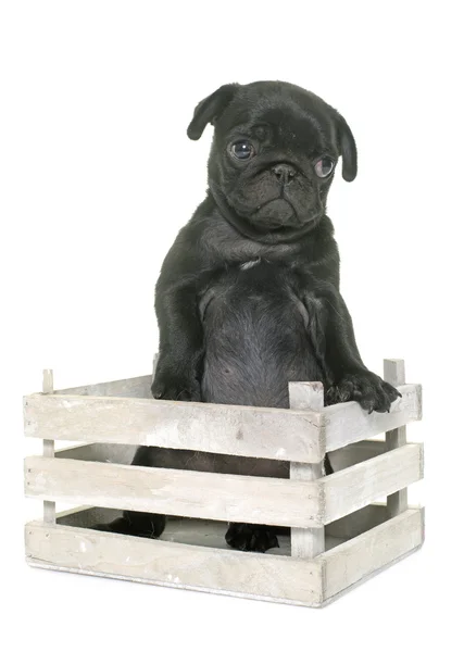 Puppy black pug — Stock Photo, Image